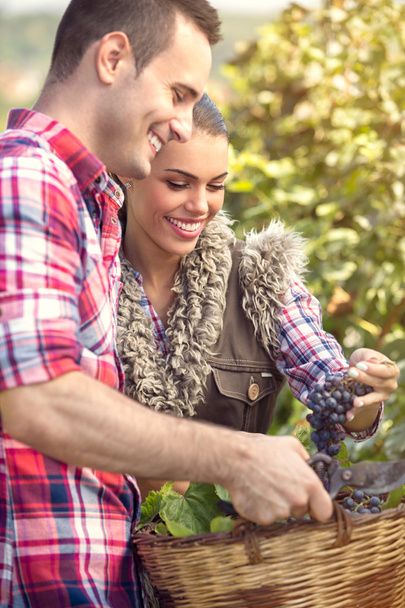 Couple picking grape vines - Photo, Image