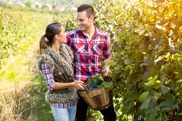 couple in love together harvested grapes - Valokuva, kuva