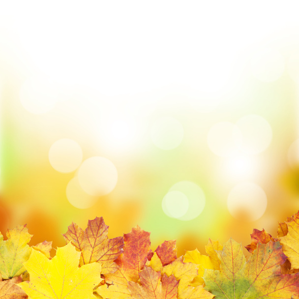 Mantel Floral moderno con hojas amarillas que caen en otoño camino d 