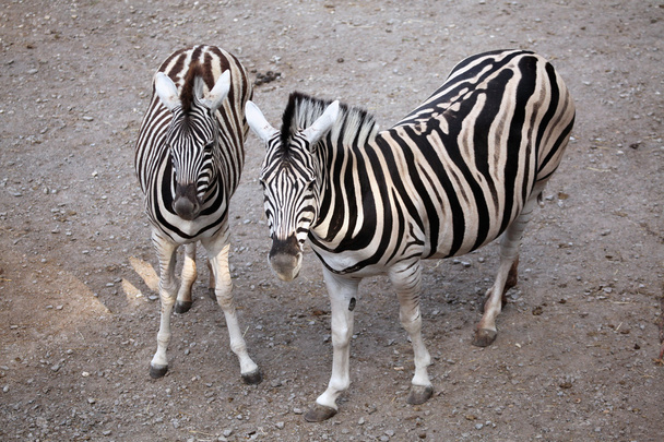 Couple of Burchell's zebras - Фото, зображення