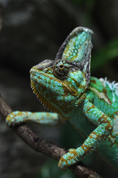 Veiled chameleon animal - Foto, Imagen