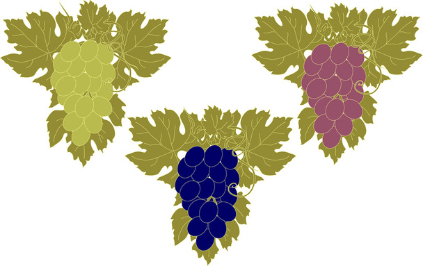 Vector set of bunches of grapes. - Vector, Image