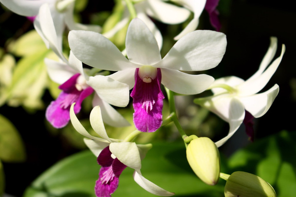Орхидея в Таиланде
. - Фото, изображение