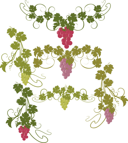 Design elements with bunches of grapes and vines in vintage style. - Vector, Image