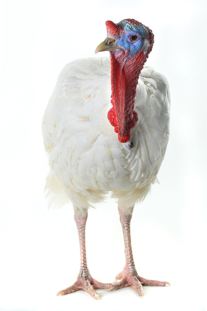 white domestic turkey - Fotoğraf, Görsel