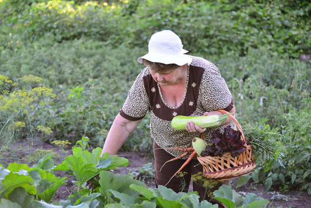 A Woman reaps a crop of zucchini - Foto, afbeelding