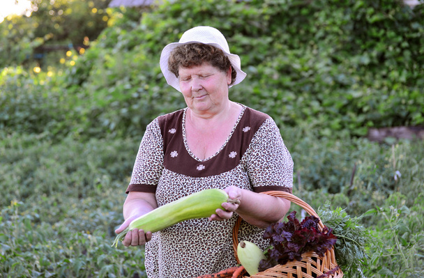 A Woman reaps a crop of zucchini - Foto, afbeelding