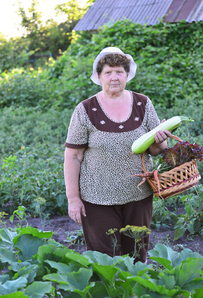 Woman reaps a crop of zucchini - Φωτογραφία, εικόνα