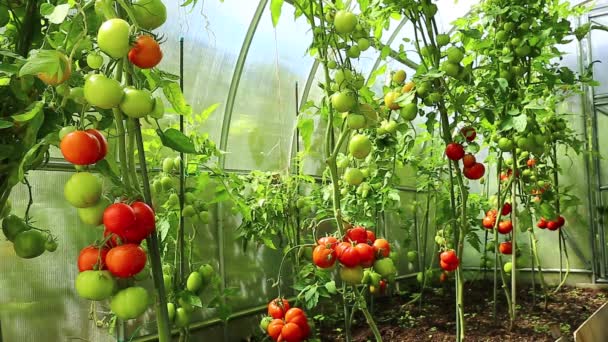Video zrání zelená a červená rajčata - Záběry, video