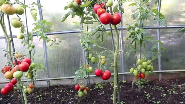 Video zrání zelená a červená rajčata - Záběry, video