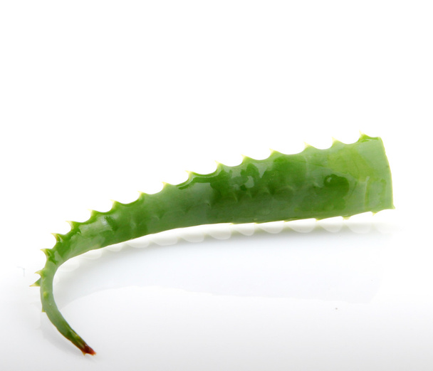 Aloe vera - Fotó, kép
