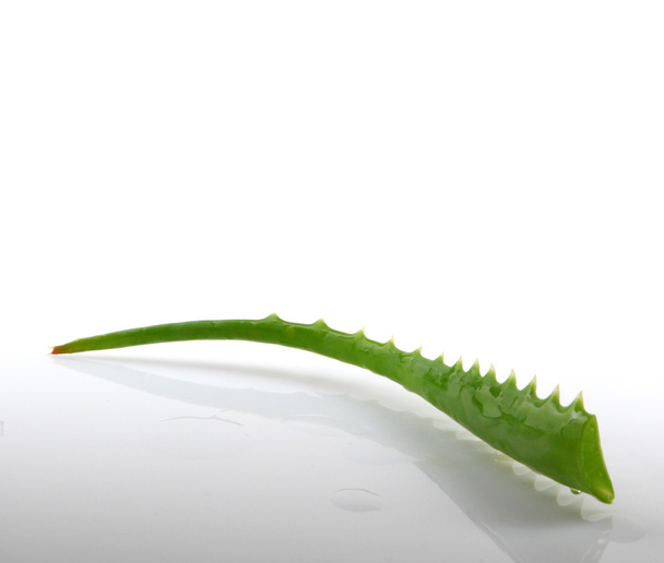 Aloe vera - Fotó, kép