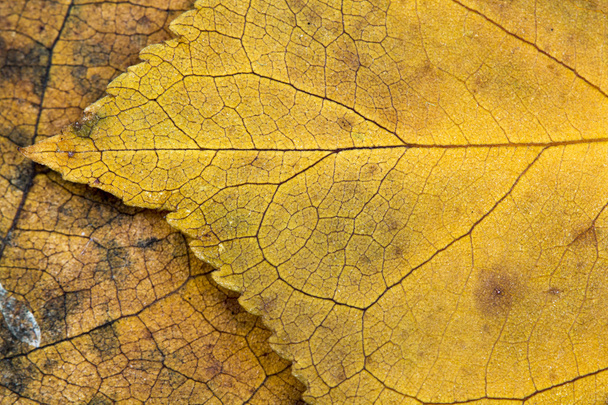 Autumnal dried leaves - texture - Фото, зображення