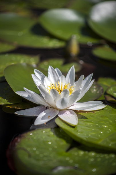 Güzel nilüfer ve yeşil geniş yaprakları bir pond yüzen - Fotoğraf, Görsel