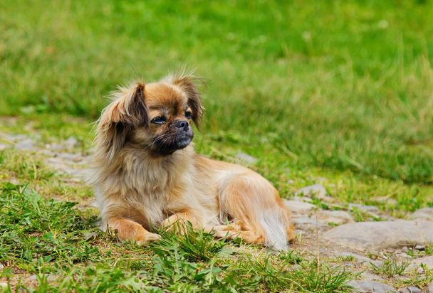 Retrato de cão de Pekingese em uma grama
  - Foto, Imagem