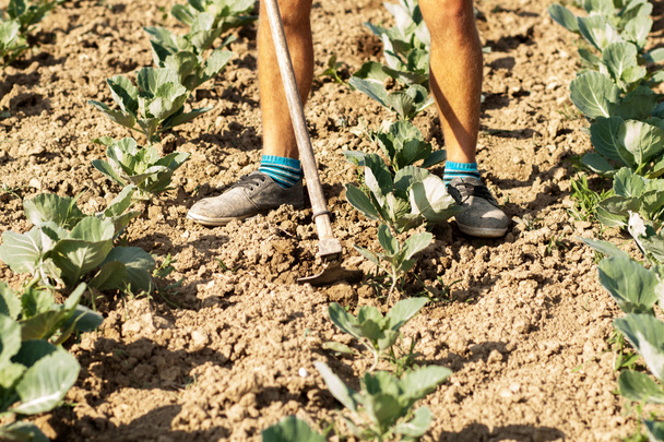 farmer standing at field and weeding with hoe - Foto, Imagen
