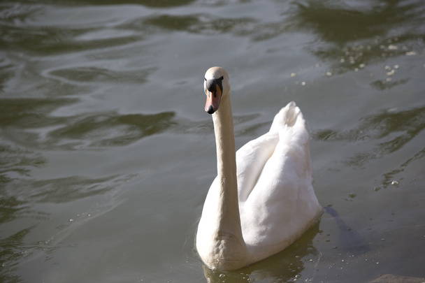 Cisne no lago
 - Foto, Imagem