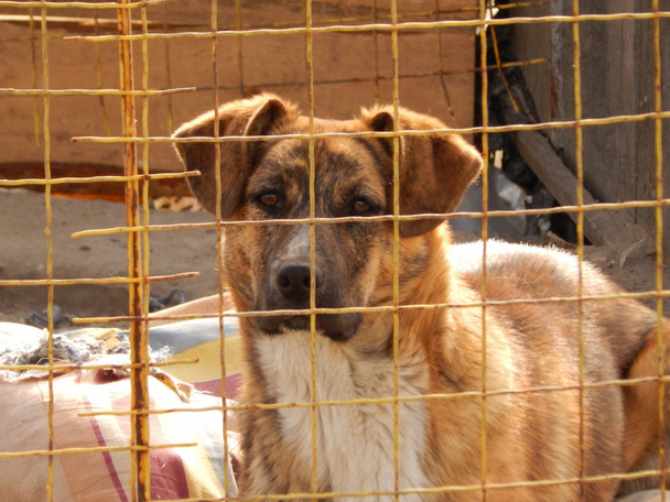 Cane senzatetto nel canile al rifugio per animali
 - Foto, immagini