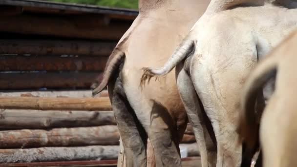 Wielbłądy kiwanie ogony na farmie - Materiał filmowy, wideo
