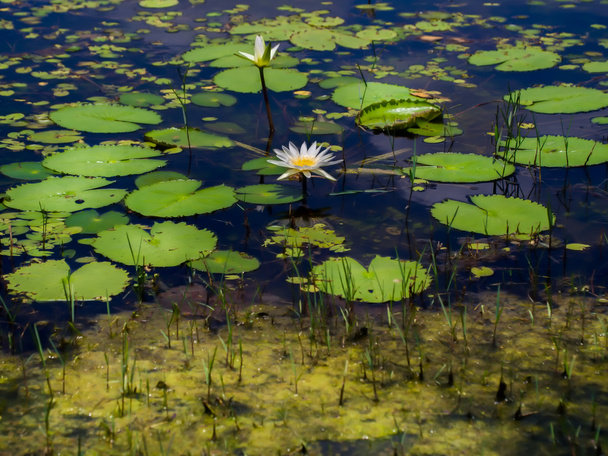 White lotus over spring - Foto, afbeelding