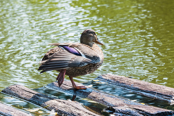 duck on the pond - Fotó, kép