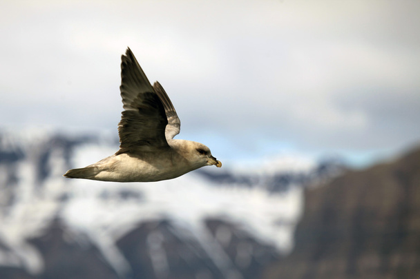 Arktické pták letící nad vodou v ostrově Špicberky, Norsko - Fotografie, Obrázek
