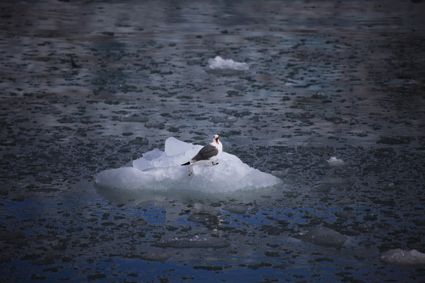 Arktyczny ptak - Kittiwake - odpoczynek na niewielkiej lodowej, Svalbard, Norwegia - Zdjęcie, obraz