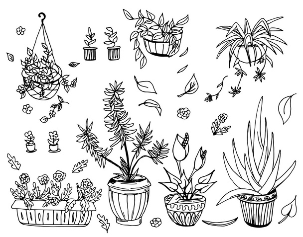 Pot plants set, hand-drawn design elements. - Vector, Image