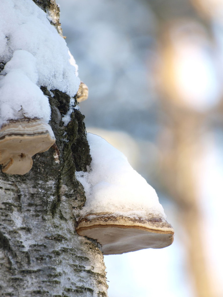 Mushrooms in the snow - Photo, Image