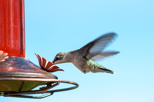 Robijnkeelkolibrie - Foto, afbeelding