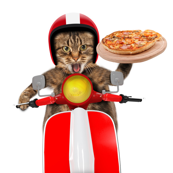 Забавный кот. Доставка пиццы
 - Фото, изображение