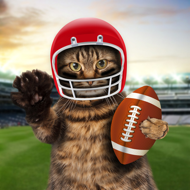 Кішка гра американський футбол. - Фото, зображення