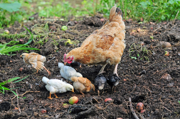 Mother hen with chickens - Photo, Image