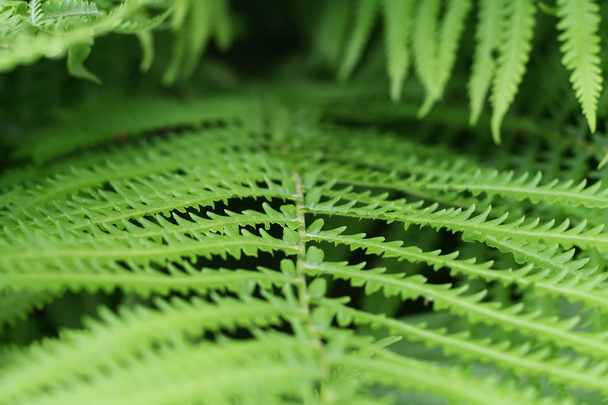 Green fern - Fotoğraf, Görsel