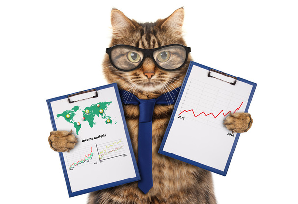 Кошка с папкой для презентаций - Фото, изображение