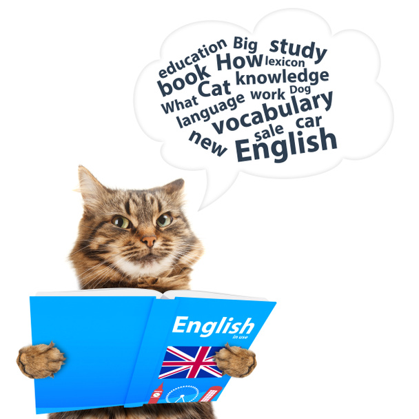 Komik kedi İngilizce öğreniyor - Fotoğraf, Görsel