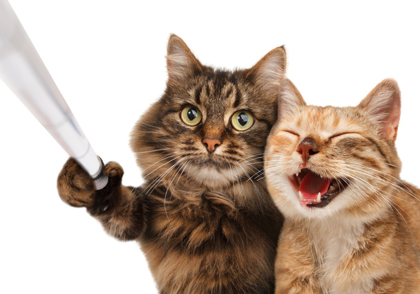 Смешные кошки - Self picture
. - Фото, изображение