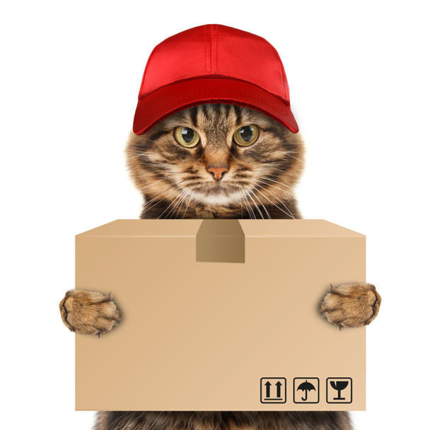 Gato engraçado - serviço de entrega
 - Foto, Imagem