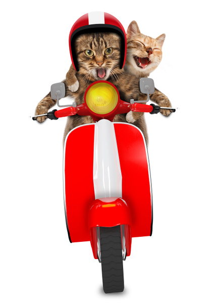Gatos divertidos - conducir un ciclomotor
 - Foto, Imagen