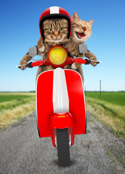 Gatos divertidos - conducir un ciclomotor
 - Foto, imagen