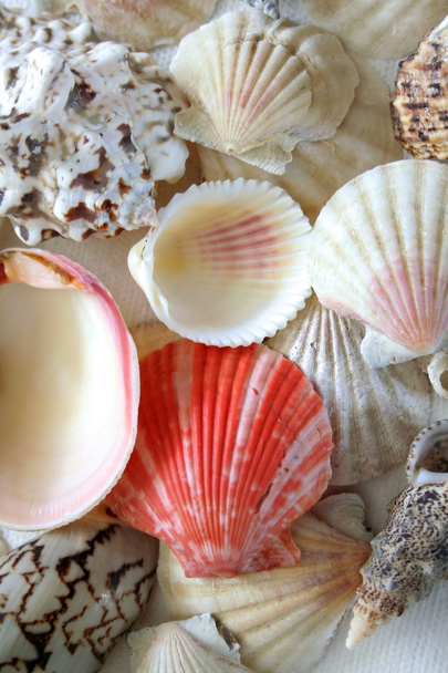 Different type of shells - Photo, Image