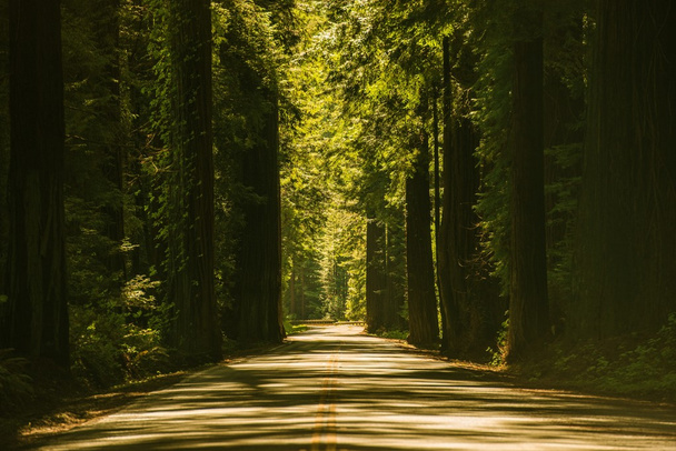 Redwood gigante árvores estrada
 - Foto, Imagem