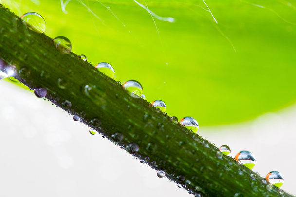 Composition with leaves and water drops - Fotografie, Obrázek