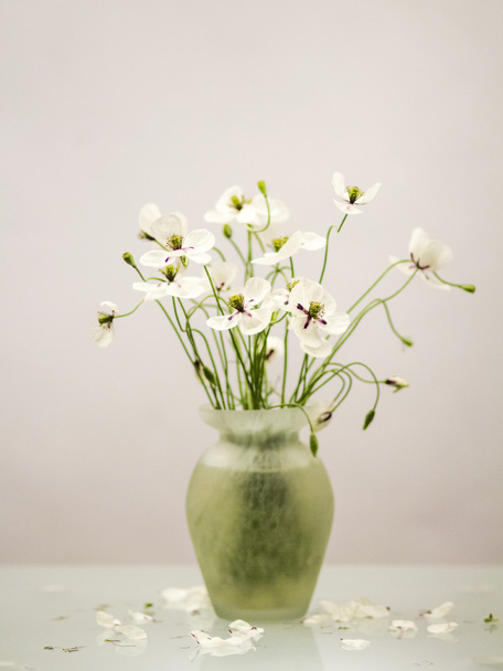 White poppies in a vase - Foto, afbeelding