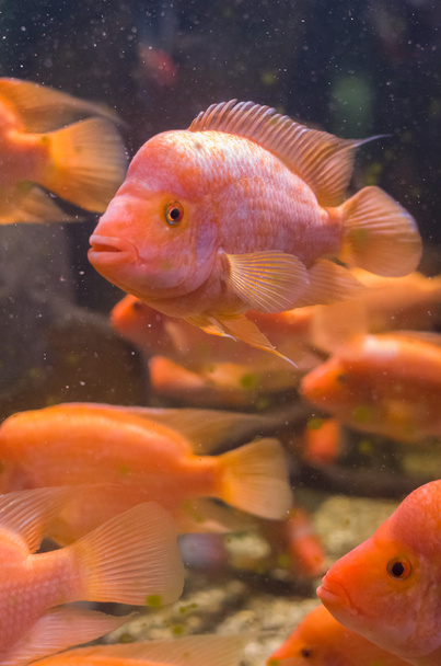 Amphilophus Citrinellus Fishes - Photo, Image