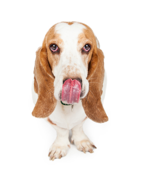 Hungry Basset Chien de chasse
 - Photo, image