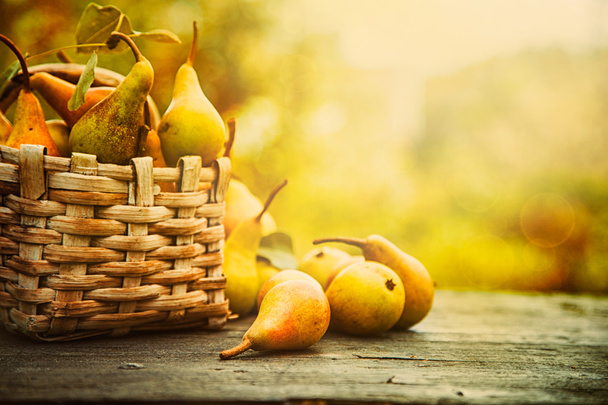Autumn pears - Фото, изображение