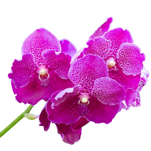 Красива фіолетова орхідея ізольована на білому тлі з гірчицею
 - Фото, зображення