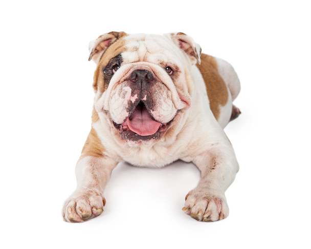 Bulldog uzanmış pençeleri ile döşeme - Fotoğraf, Görsel