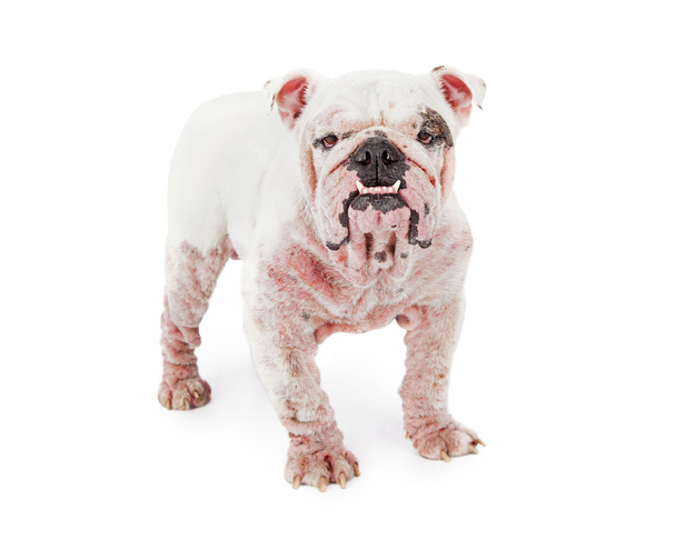Bulldog con sarna demodésica
 - Foto, imagen